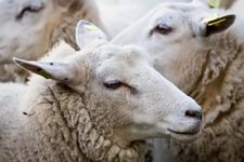 О выявлении оспы овец